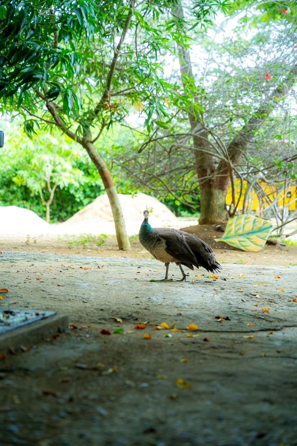 Pavo real en los jardines de Villa Martha